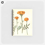 アートメモ帳-Tagetes Patula
 - マリア ジビーラ メーリアン Memo.