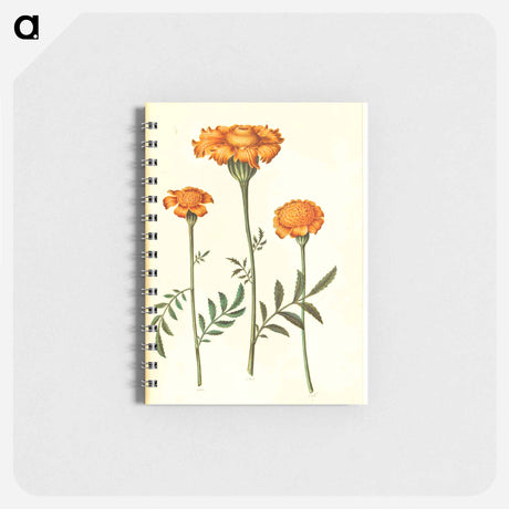 アートメモ帳-Tagetes Patula
 - マリア ジビーラ メーリアン Memo.