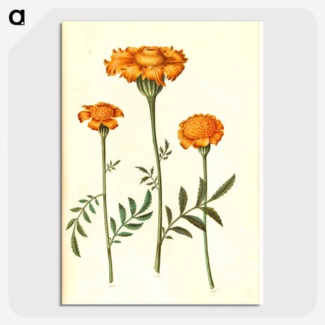 1-93_Maria-Sibylla-Merian_picture-crop