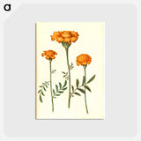 アートポストカード-Tagetes Patula
 - マリア ジビーラ メーリアン Postcard.