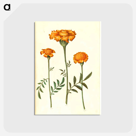 アートポストカード-Tagetes Patula
 - マリア ジビーラ メーリアン Postcard.