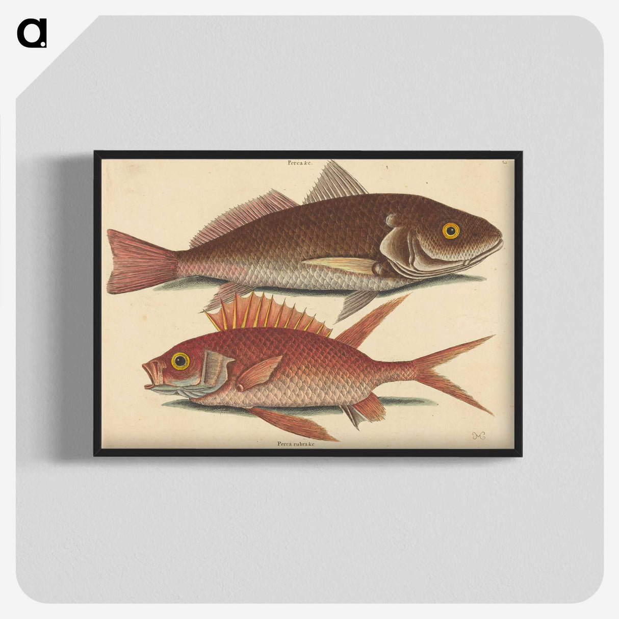 1-93_Mark-Catesby_blk-crop