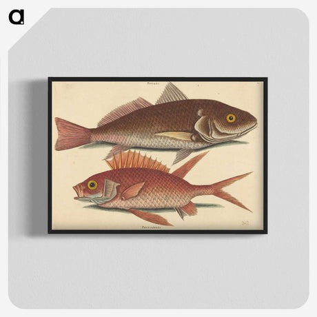 1-93_Mark-Catesby_blk-crop