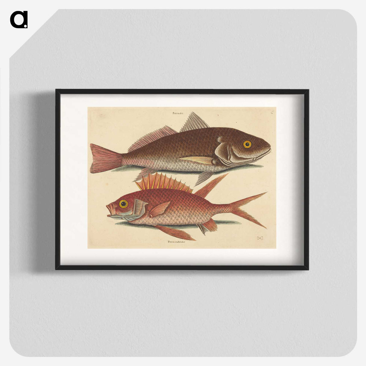 1-93_Mark-Catesby_blk