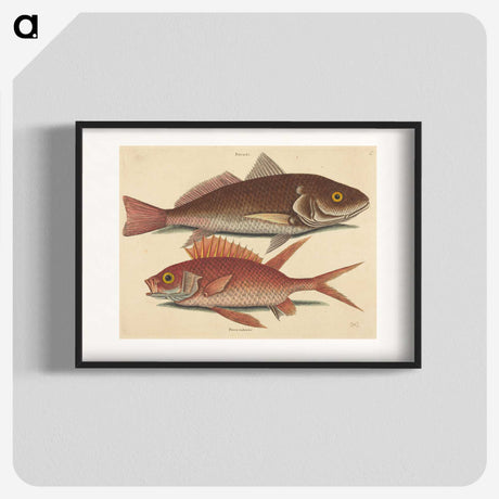 1-93_Mark-Catesby_blk