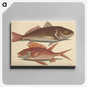 1-93_Mark-Catesby_canvas