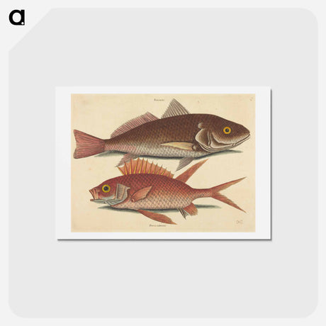 アートポストカード-The Croker
 - マーク ケイツビー Postcard.