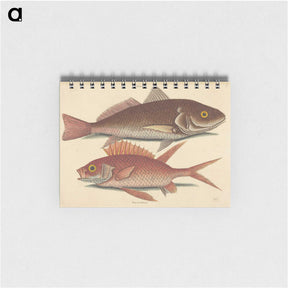 1-93_Mark-Catesby_memo