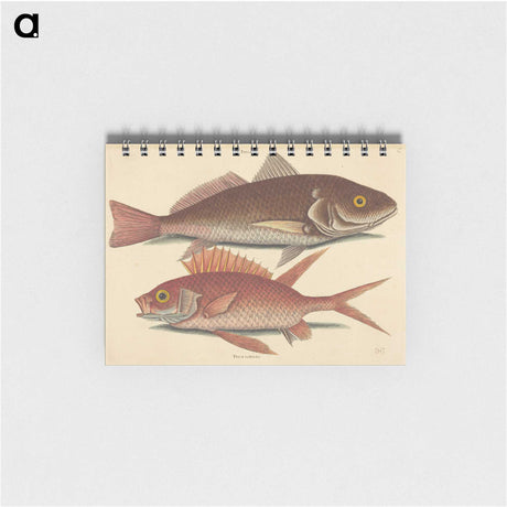 1-93_Mark-Catesby_memo