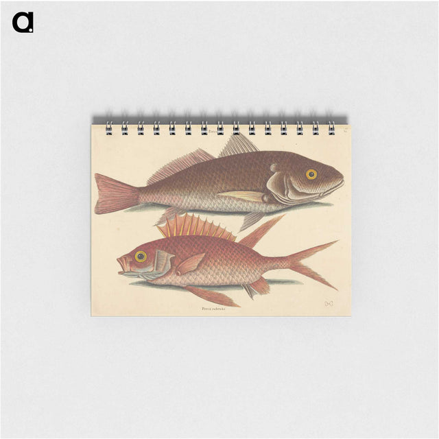 1-93_Mark-Catesby_memo