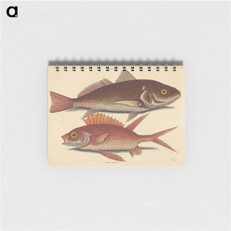 アートメモ帳-The Croker
 - マーク ケイツビー Memo.