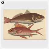 1-93_Mark-Catesby_picture-crop