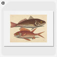 1-93_Mark-Catesby_picture