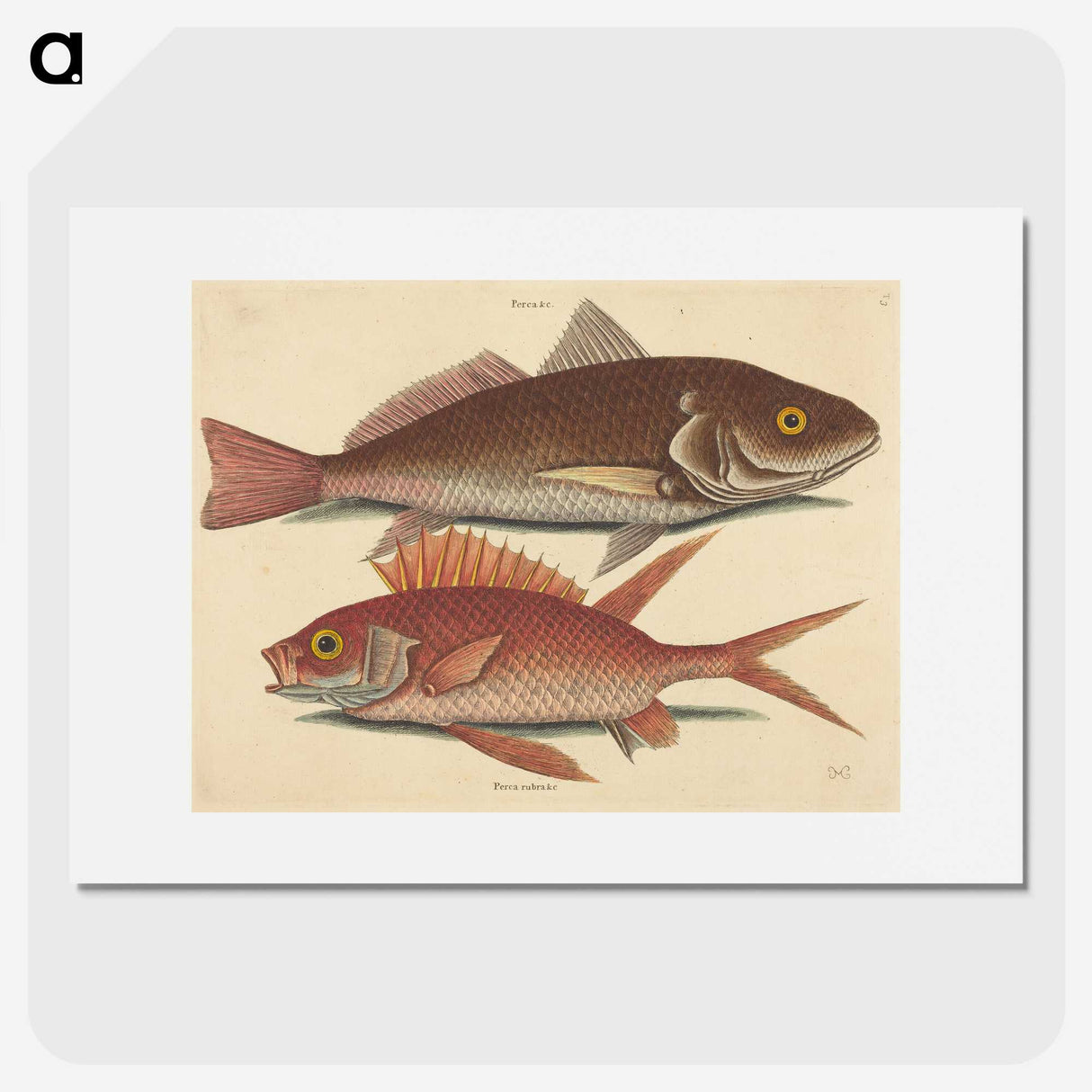 1-93_Mark-Catesby_picture