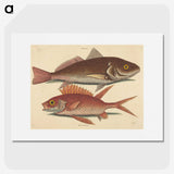 1-93_Mark-Catesby_picture