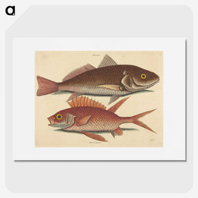 1-93_Mark-Catesby_picture