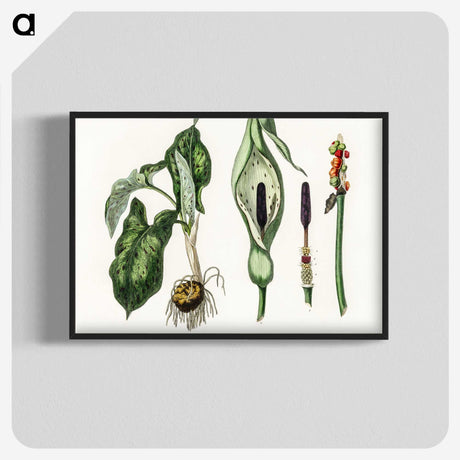 1-93_Medical-Botany_blk-crop