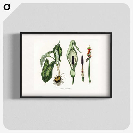1-93_Medical-Botany_blk