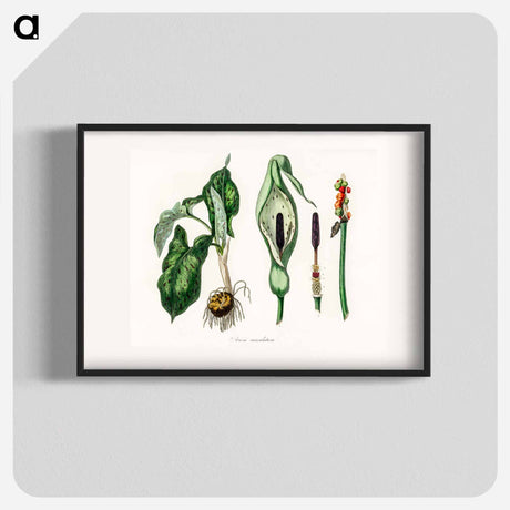 アートポスター-Arum maculatum Illustration
 - 薬用植物学 Poster.