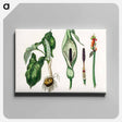 アートパネル-Arum maculatum Illustration
 - 薬用植物学 Canvas.