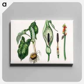 アートパネル-Arum maculatum Illustration
 - 薬用植物学 Canvas.