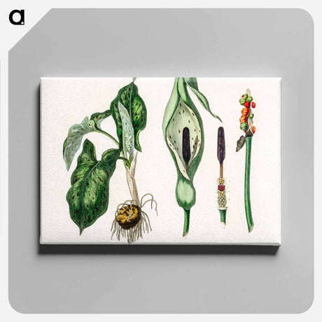 アートパネル-Arum maculatum Illustration
 - 薬用植物学 Canvas.