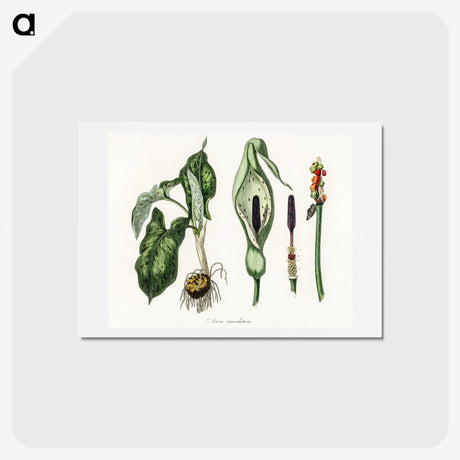 1-93_Medical-Botany_hagaki