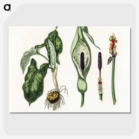 1-93_Medical-Botany_picture-crop