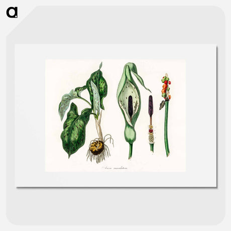 アートポスター-Arum maculatum Illustration
 - 薬用植物学 Poster.