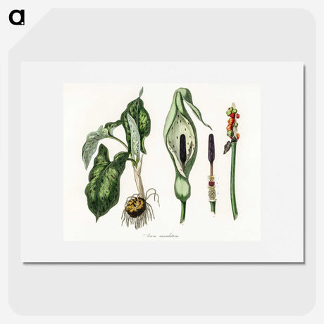 1-93_Medical-Botany_picture