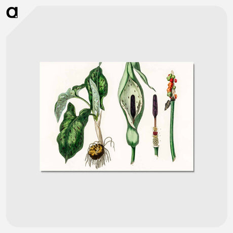 アートポストカード-Arum maculatum Illustration
 - 薬用植物学 Postcard.