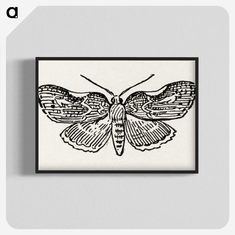 1-93_Moths-and-Butterflies-of-the-United-States_blk-crop