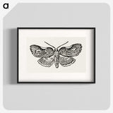 1-93_Moths-and-Butterflies-of-the-United-States_blk