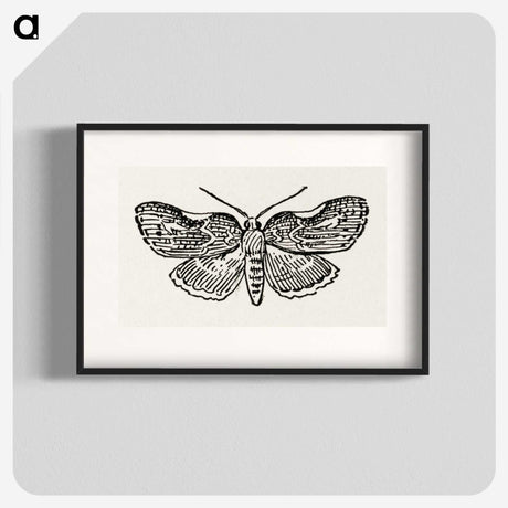 1-93_Moths-and-Butterflies-of-the-United-States_blk