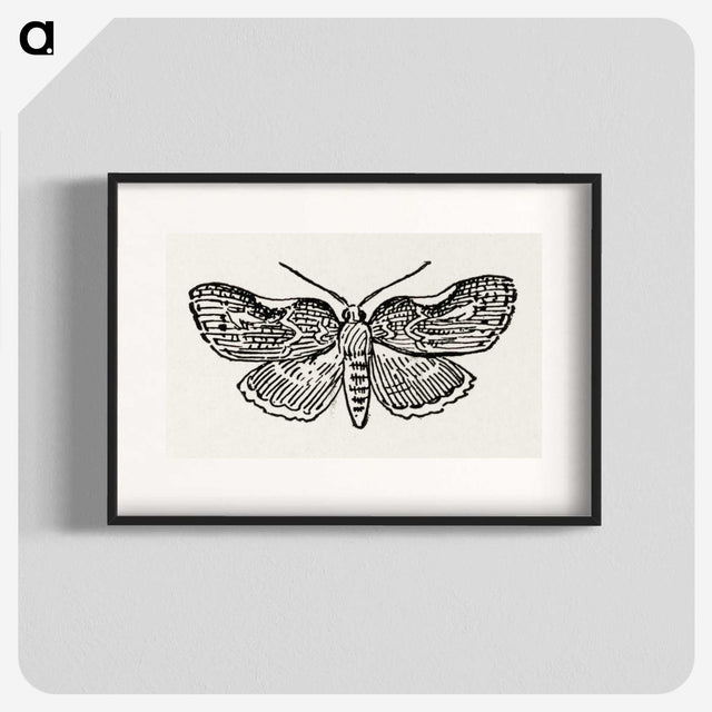 1-93_Moths-and-Butterflies-of-the-United-States_blk