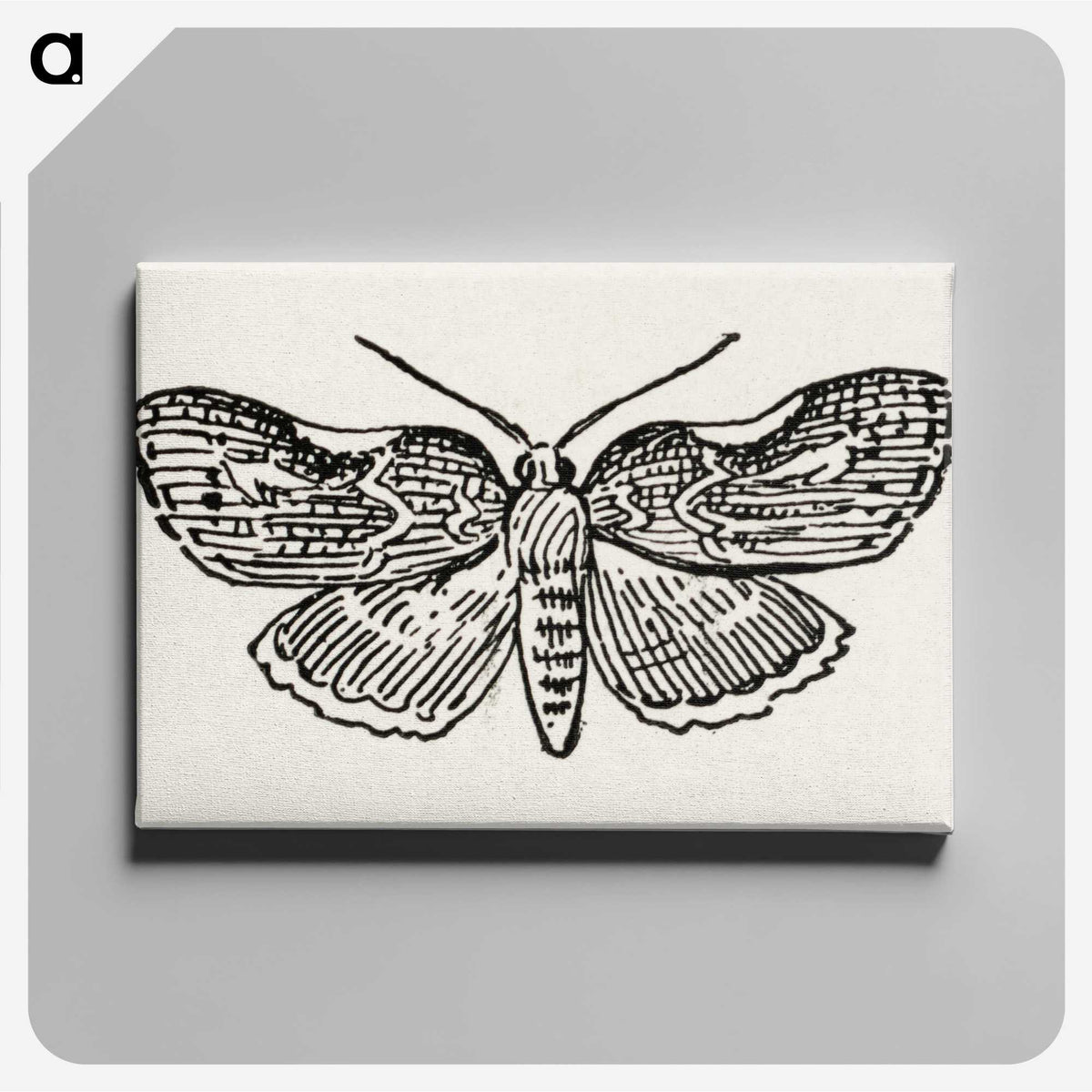1-93_Moths-and-Butterflies-of-the-United-States_canvas