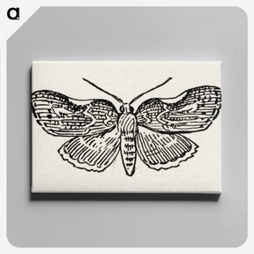 1-93_Moths-and-Butterflies-of-the-United-States_canvas