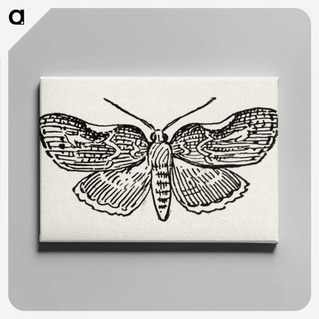 1-93_Moths-and-Butterflies-of-the-United-States_canvas