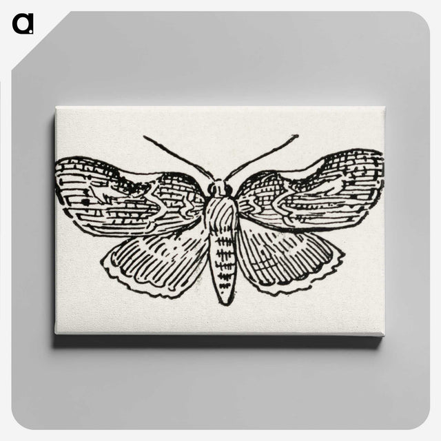 1-93_Moths-and-Butterflies-of-the-United-States_canvas