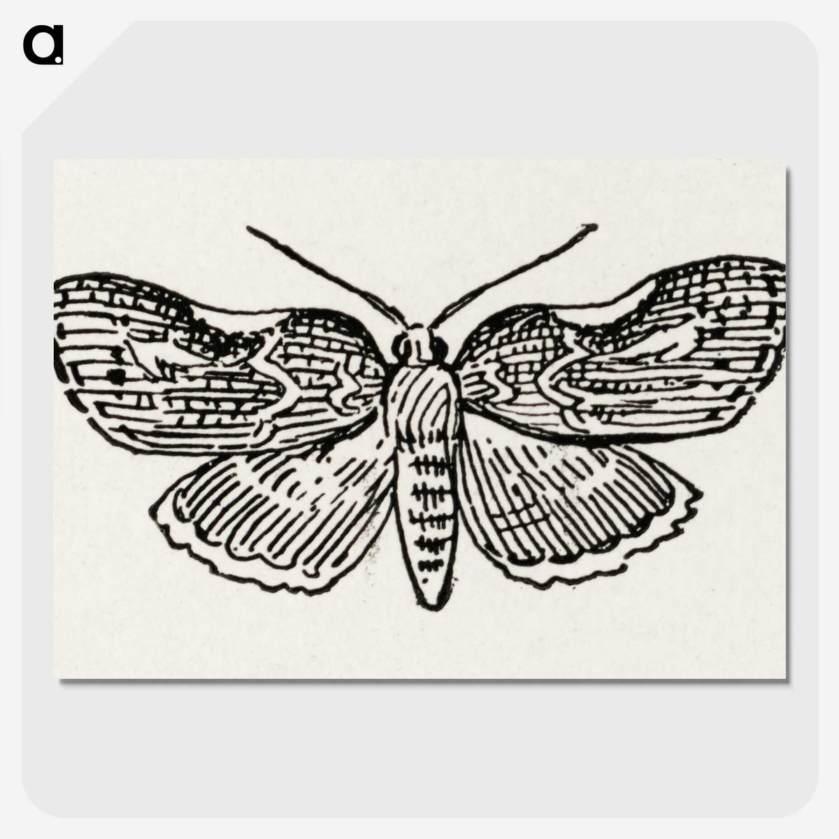 1-93_Moths-and-Butterflies-of-the-United-States_picture-crop