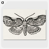 1-93_Moths-and-Butterflies-of-the-United-States_picture-crop