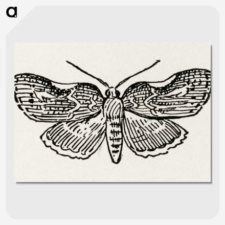 1-93_Moths-and-Butterflies-of-the-United-States_picture-crop