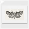 1-93_Moths-and-Butterflies-of-the-United-States_picture