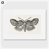 1-93_Moths-and-Butterflies-of-the-United-States_picture