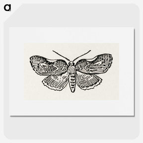 1-93_Moths-and-Butterflies-of-the-United-States_picture