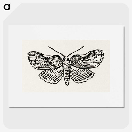 1-93_Moths-and-Butterflies-of-the-United-States_picture