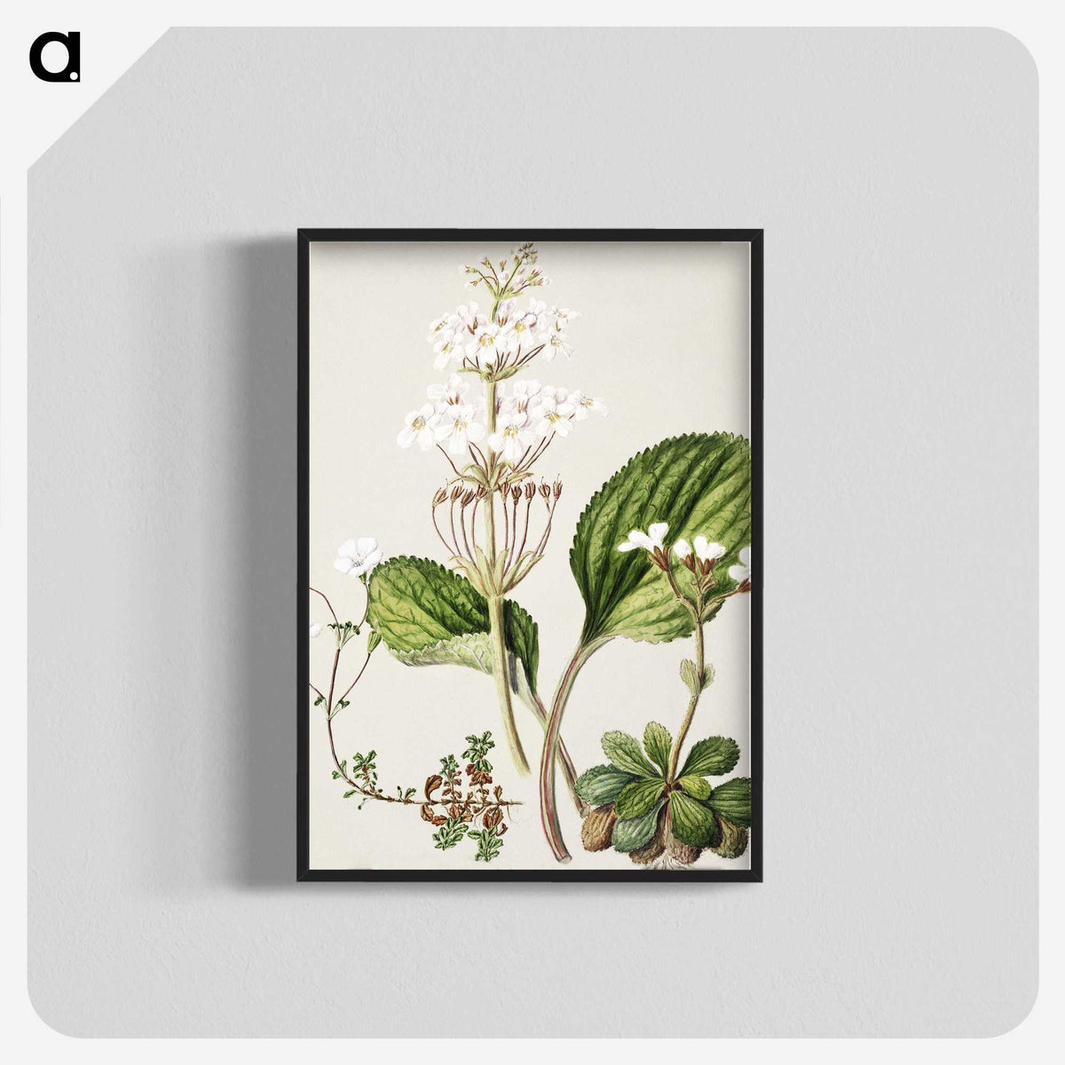 1-93_Native-Flowering-Plants-of-New-Zealand_blk-crop