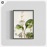 1-93_Native-Flowering-Plants-of-New-Zealand_blk-crop