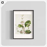 1-93_Native-Flowering-Plants-of-New-Zealand_blk