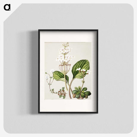 1-93_Native-Flowering-Plants-of-New-Zealand_blk